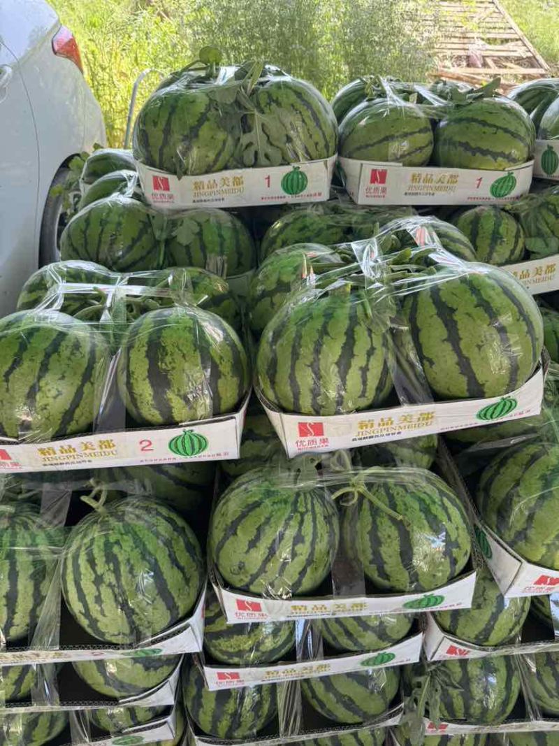 大棚无籽西瓜，精品麒麟美都，现货现发量大从优，一手货源