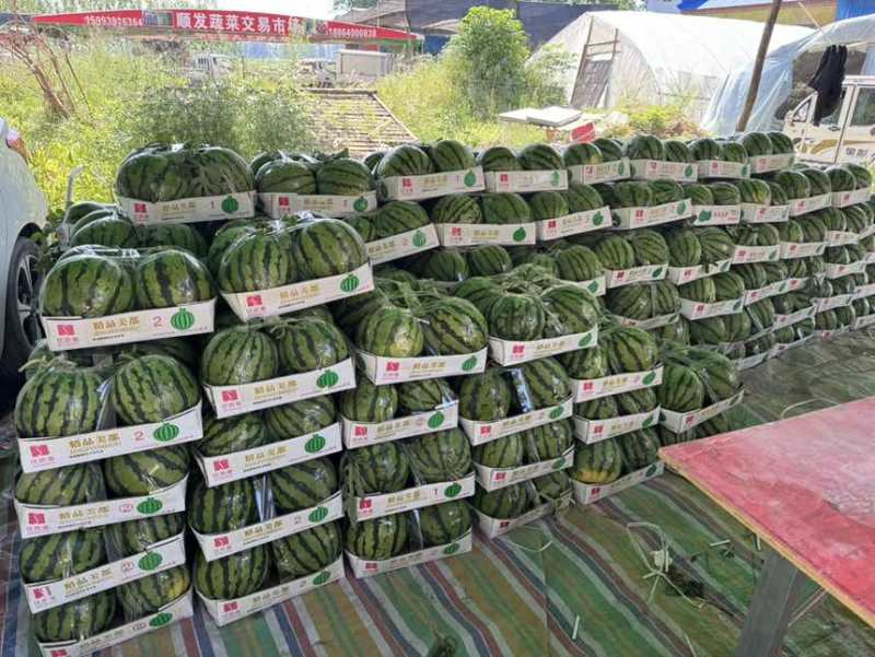 大棚无籽西瓜，精品麒麟美都，现货现发量大从优，一手货源