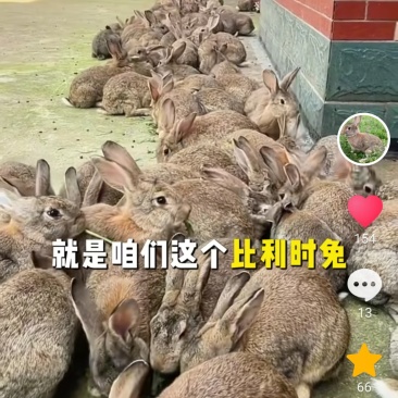 肉兔