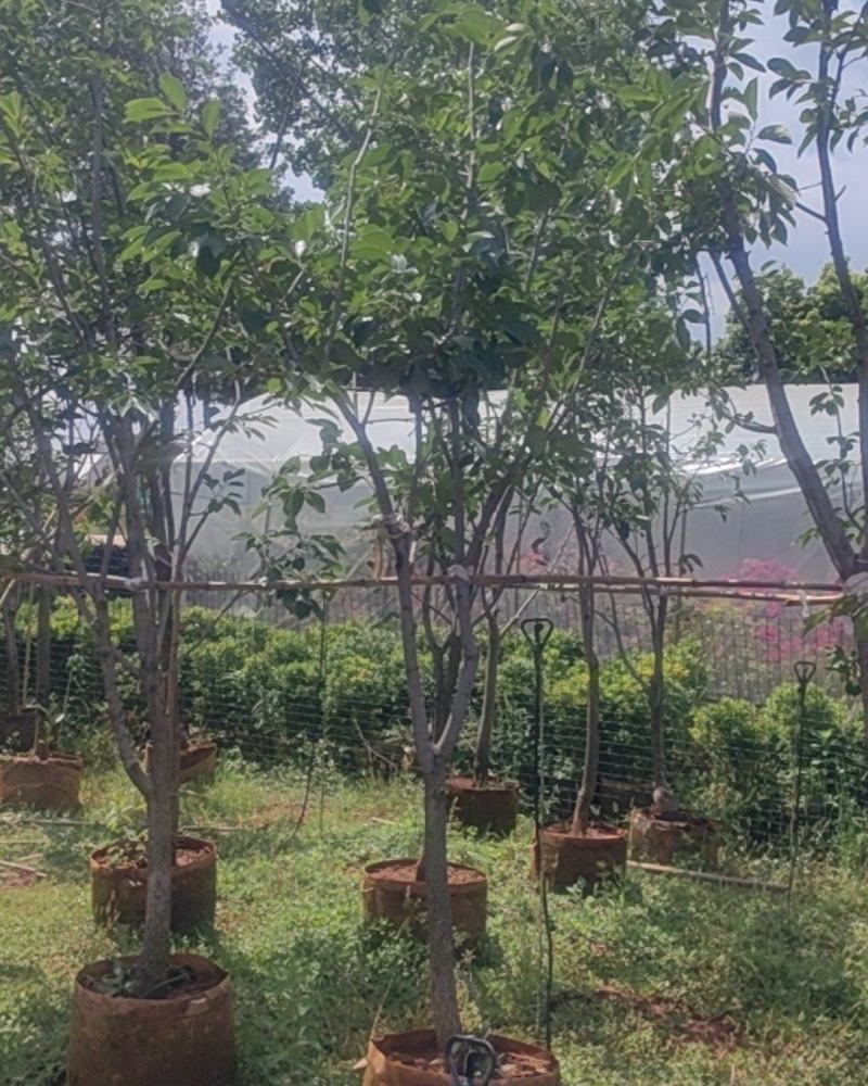 5-8分的火晶柿子树