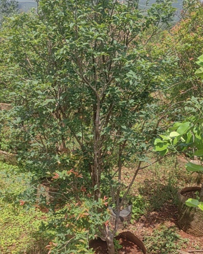 3-4分嘉宝果树苗