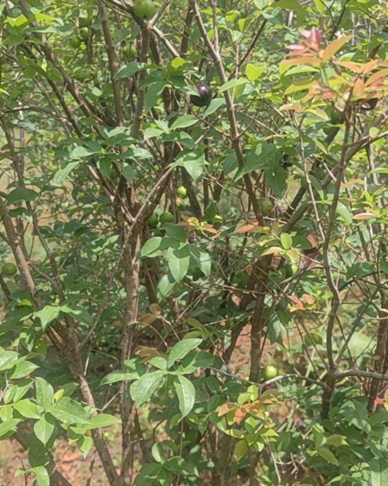 3-4分嘉宝果树苗