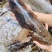 各种规格野生笋壳鱼。