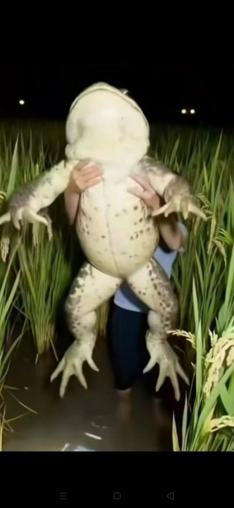 野生埃及鱼