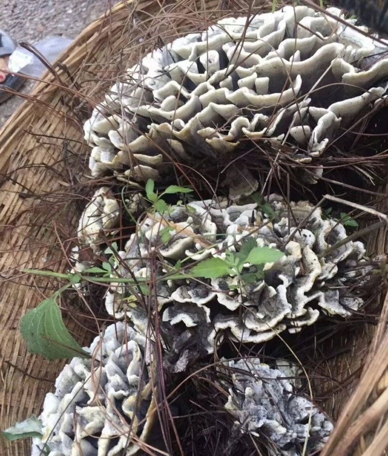 云南野生菌