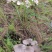 云南野生菌