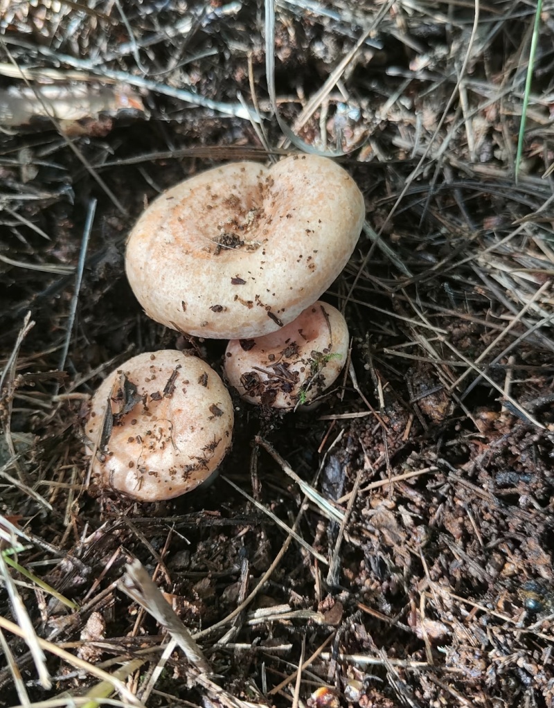 云南野生菌
