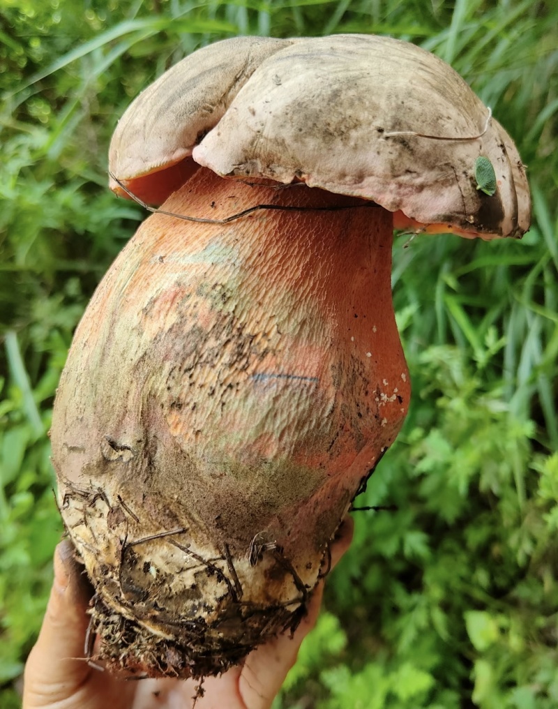 云南野生菌
