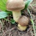 云南野生菌