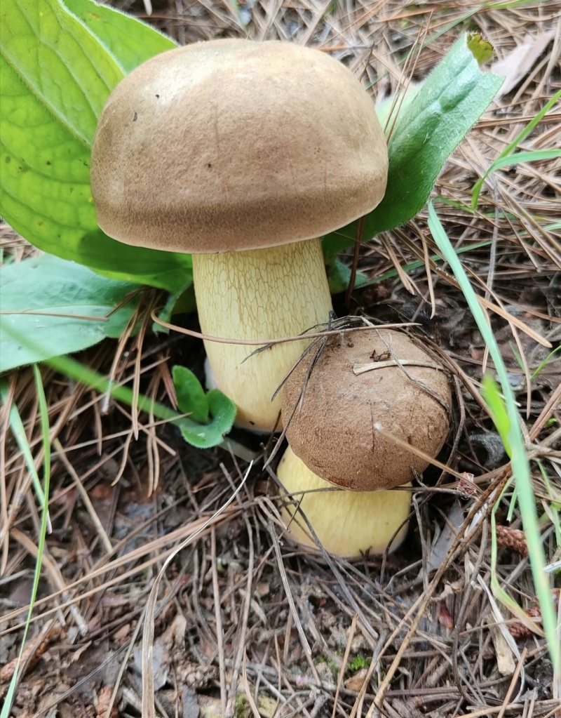 云南野生菌
