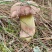 云南野生菌