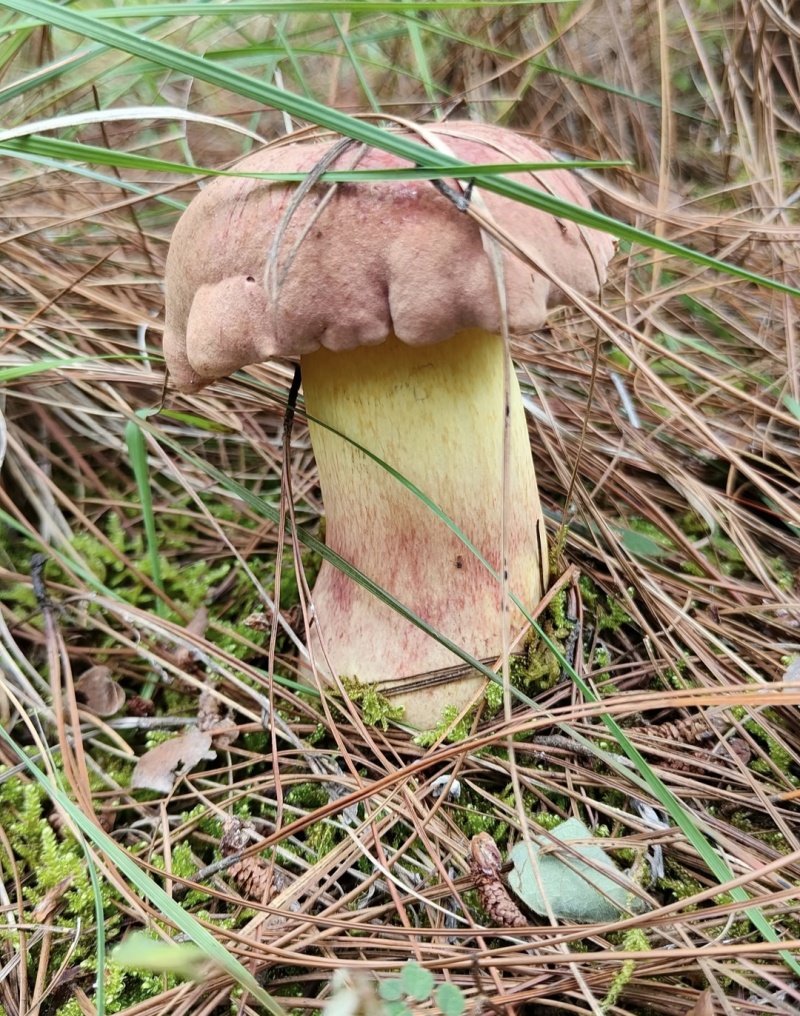 云南野生菌