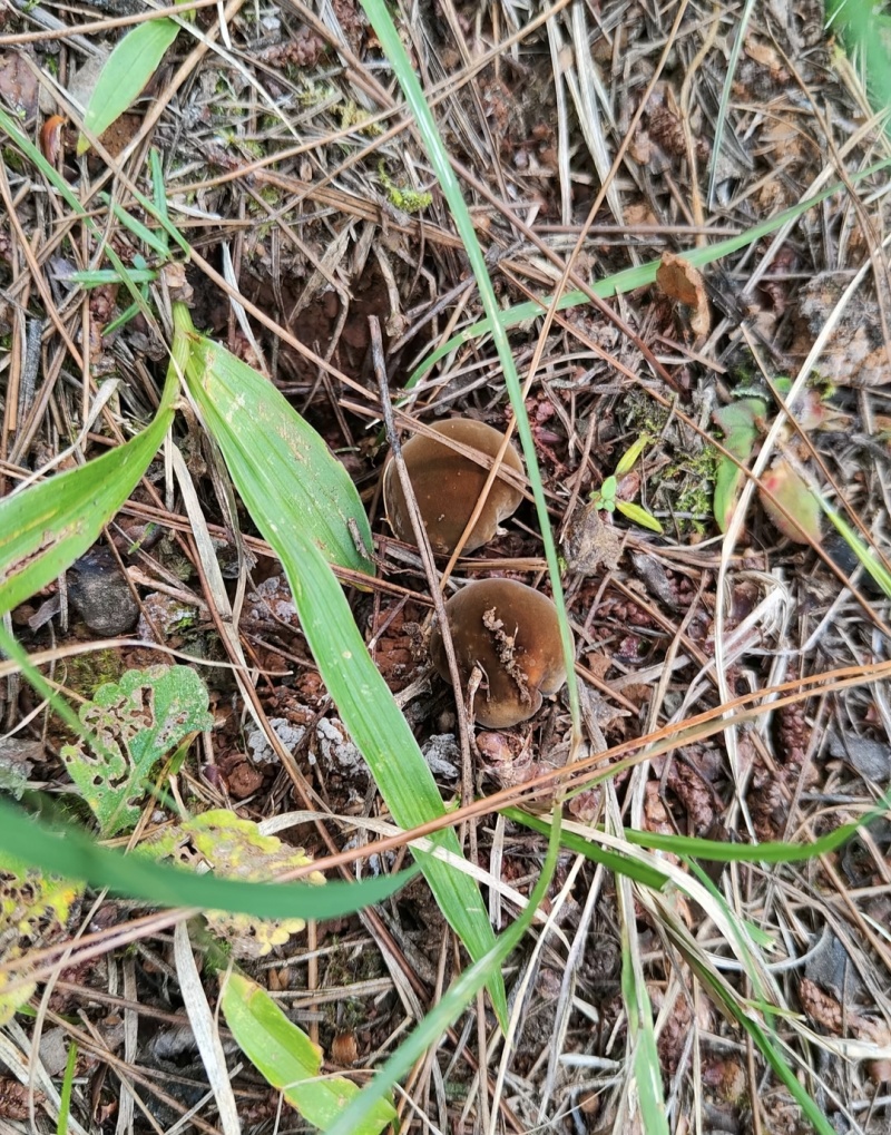 云南野生菌