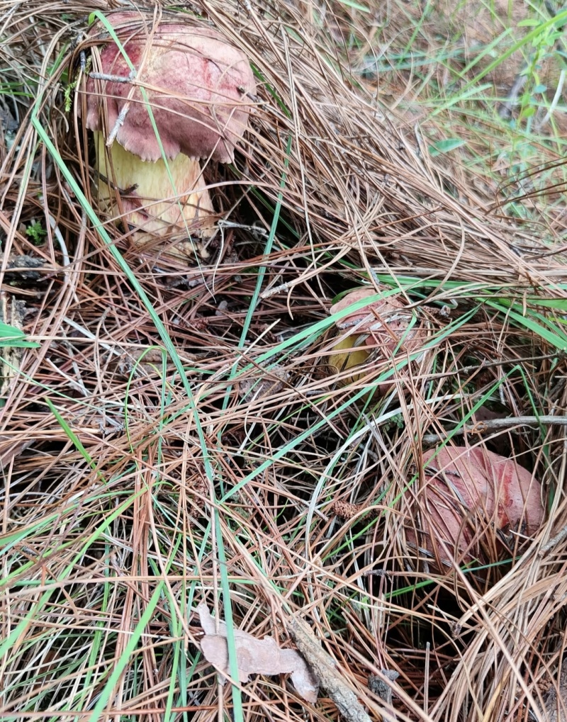 云南野生菌