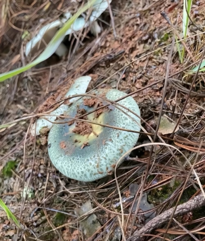 云南野生菌