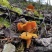云南野生菌