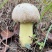 云南野生菌