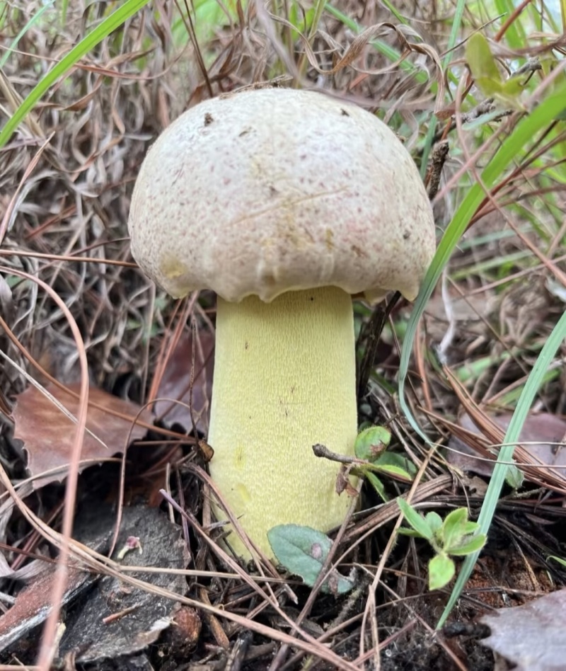云南野生菌