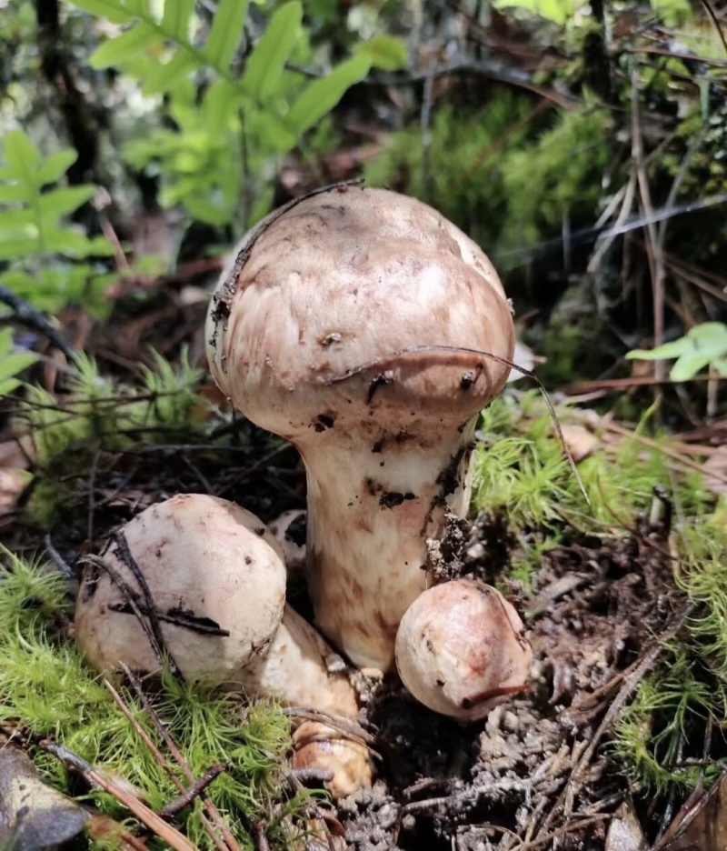 云南野生菌