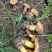 云南野生菌