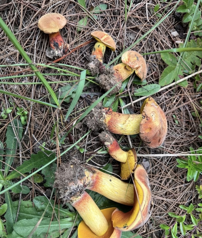 云南野生菌