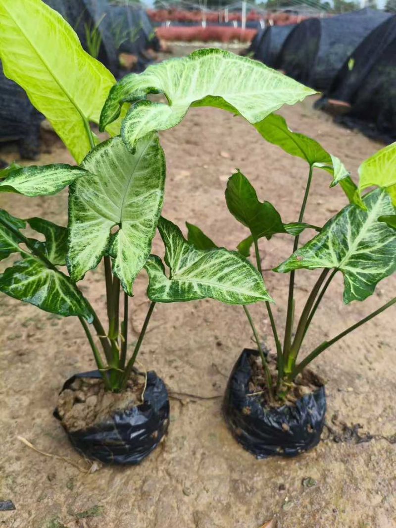 合果芋(白蝴蝶)20-30高，基地直销一手货源，3斤袋7斤袋