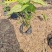 合果芋(白蝴蝶)20-30高，基地直销一手货源，3斤袋7斤袋