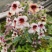 野生地黄苗带根带叶带花