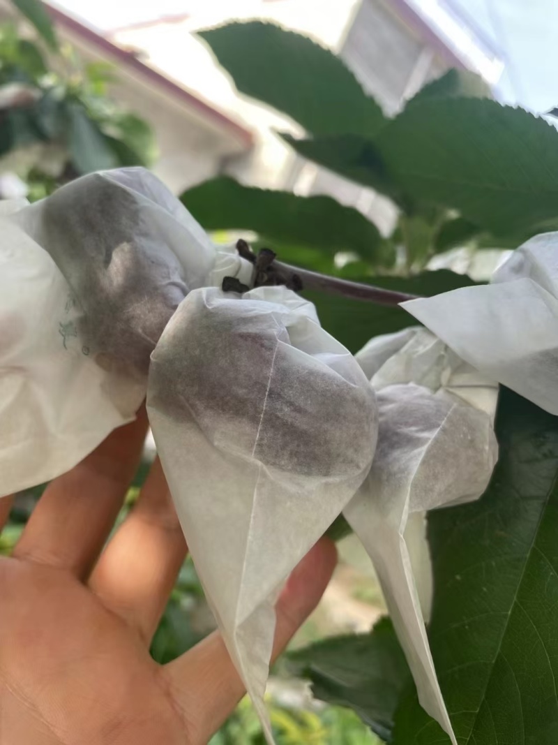 甘肃天水大樱桃