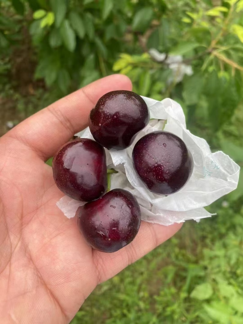 甘肃天水大樱桃