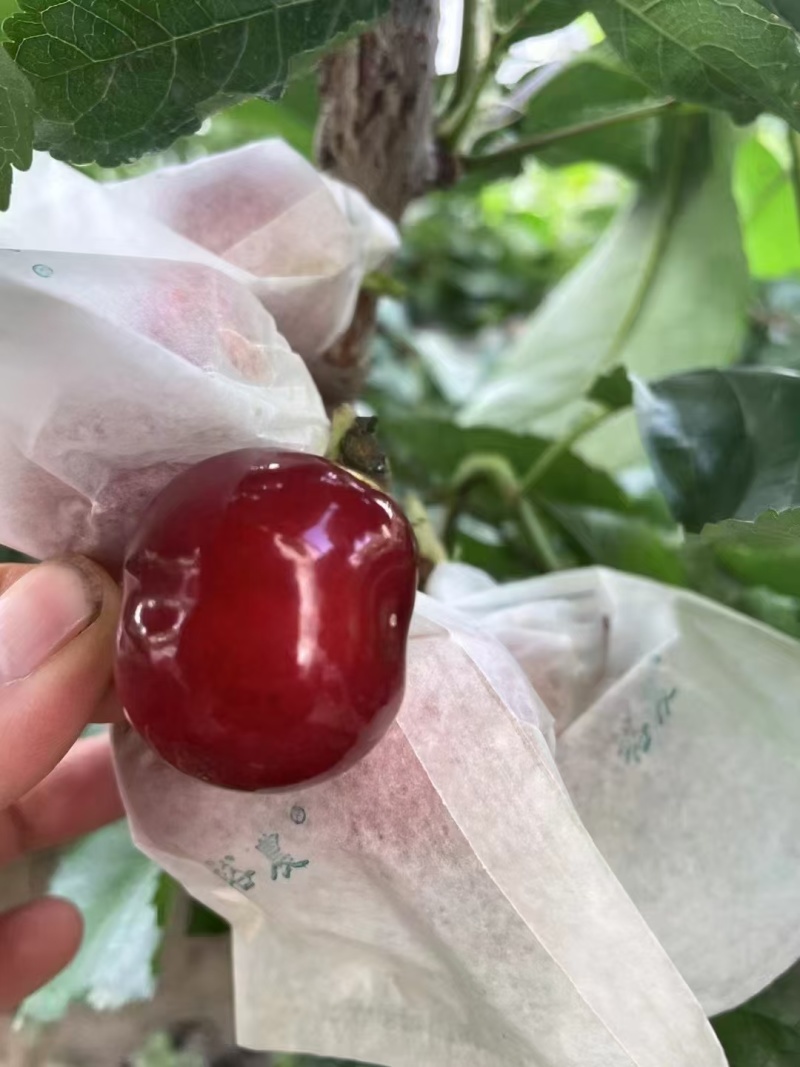 甘肃天水大樱桃