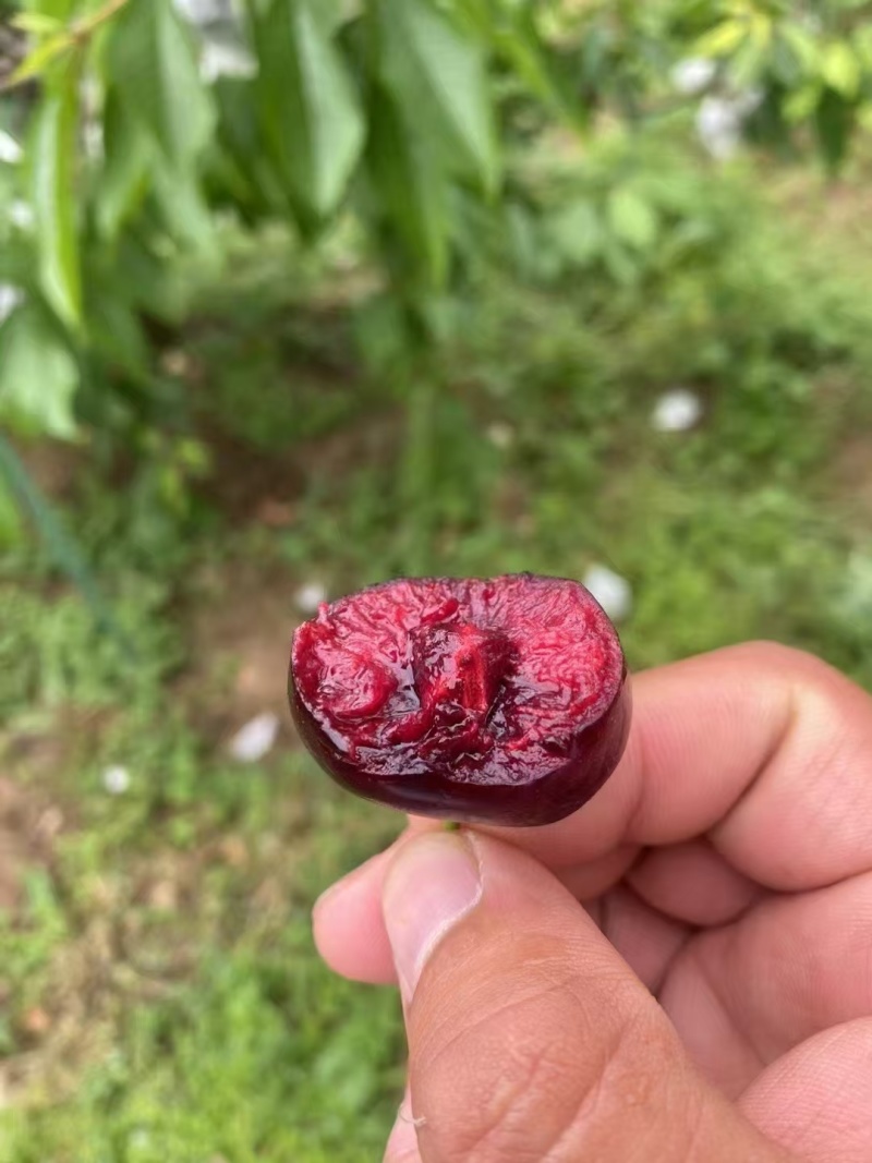 甘肃天水大樱桃