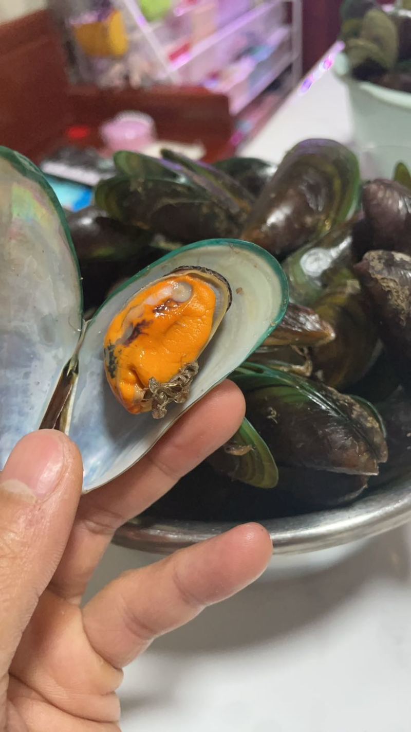 广东青口贝，贻贝，渔船直上，一手货源。日供万斤。