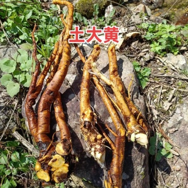 四川野生土大黄有需要的我去现找现挖