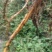 四川野生土大黄有需要的我去现找现挖