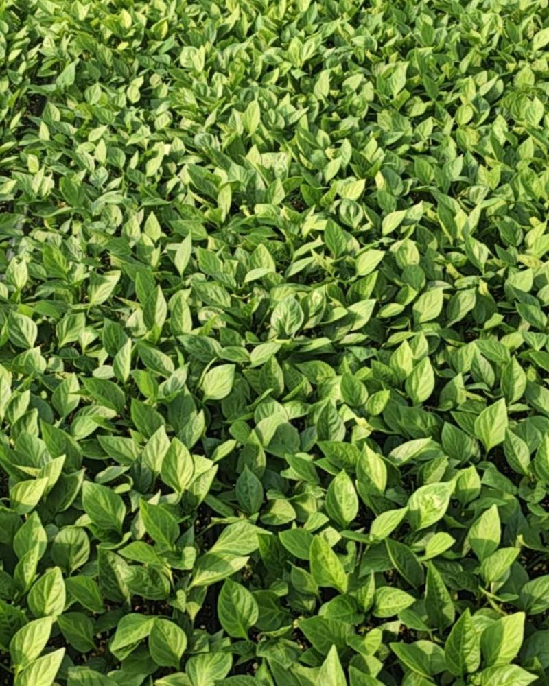 【推荐】江苏精品圆椒苗十万颗产地直发货源非常充足