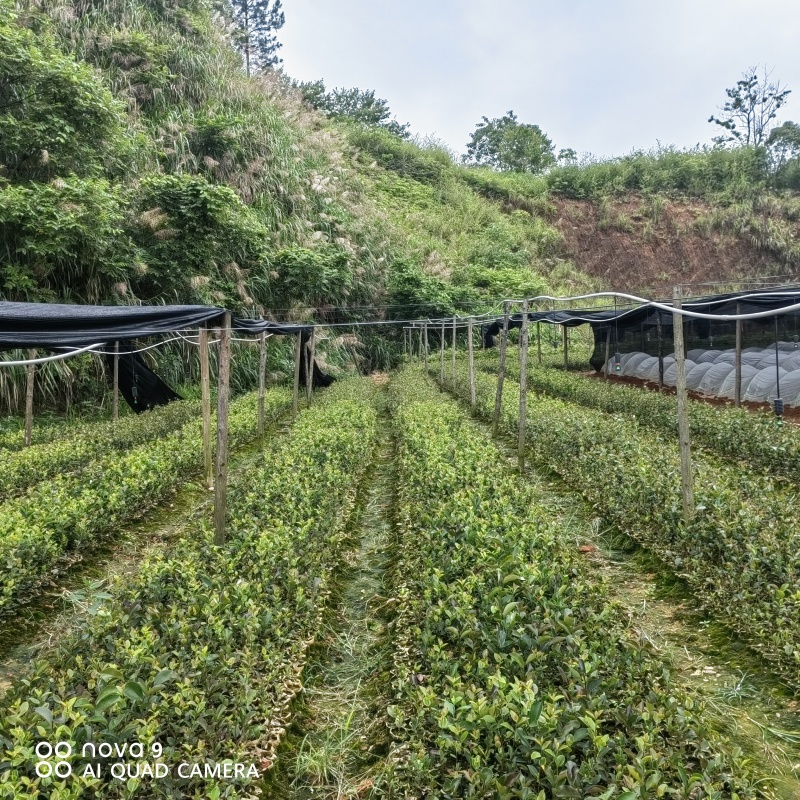 2年生油茶苗