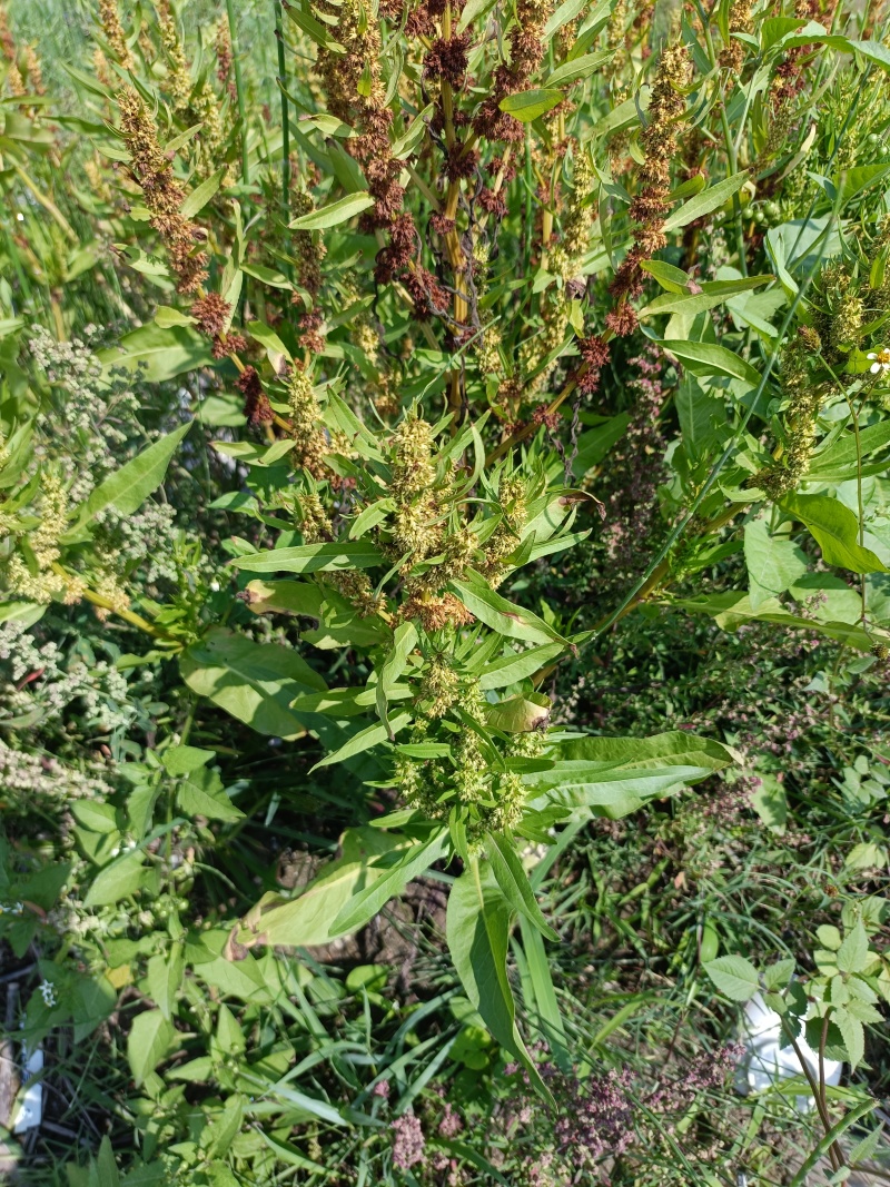 土大黄鲜货