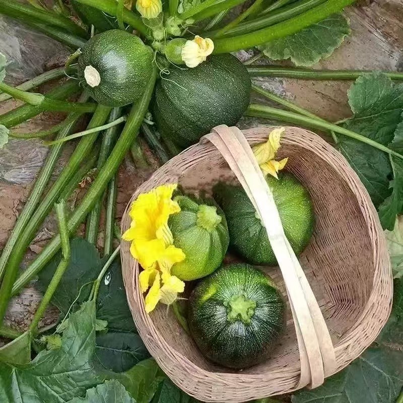 云南小圆瓜
