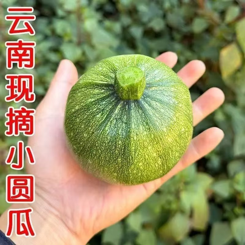 云南小圆瓜