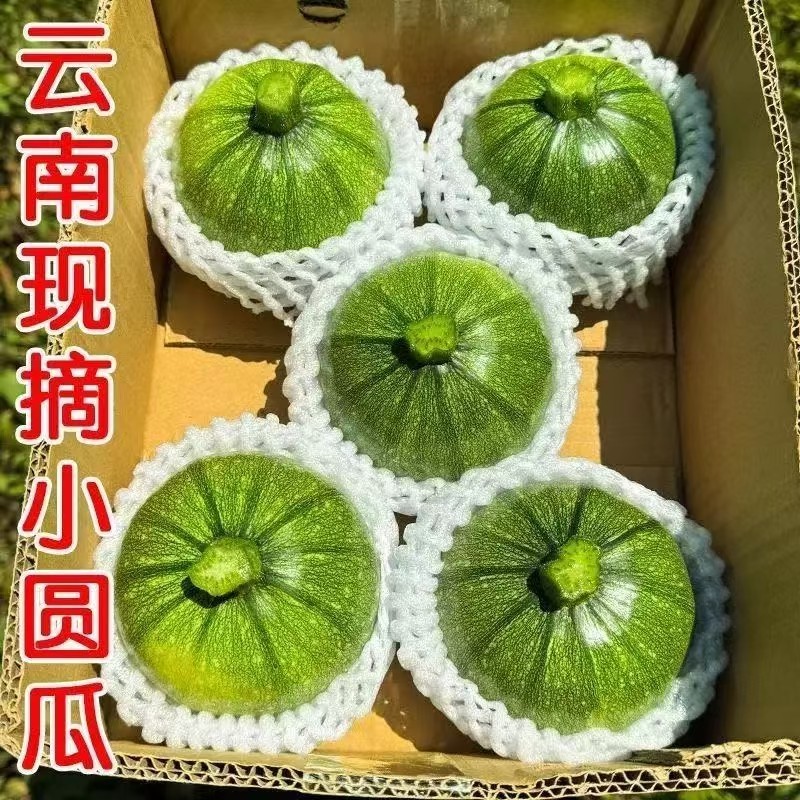 云南小圆瓜