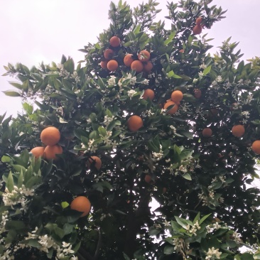 夏橙