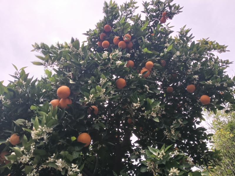 夏橙