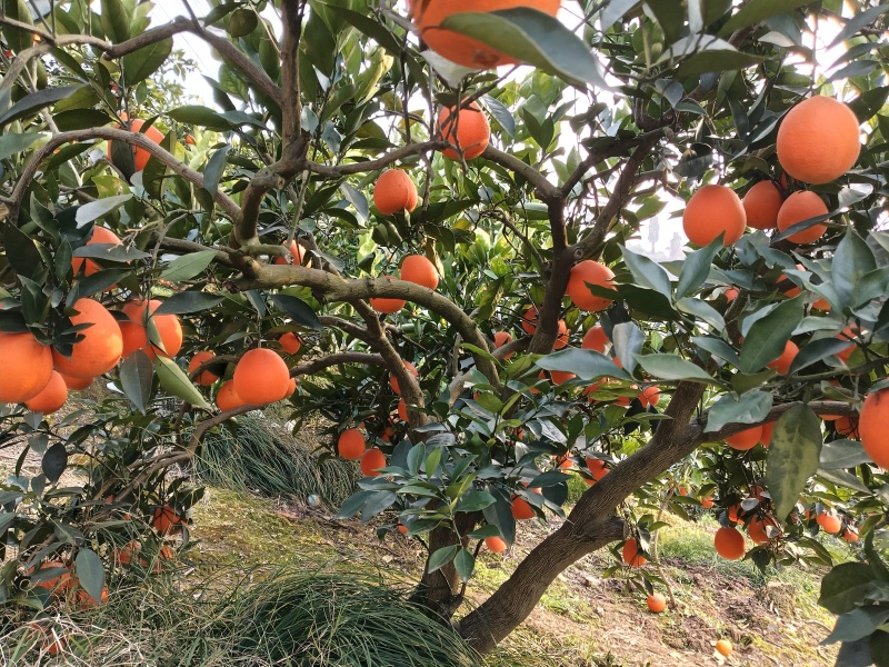 夏橙