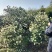 野生山茶籽青壳籽