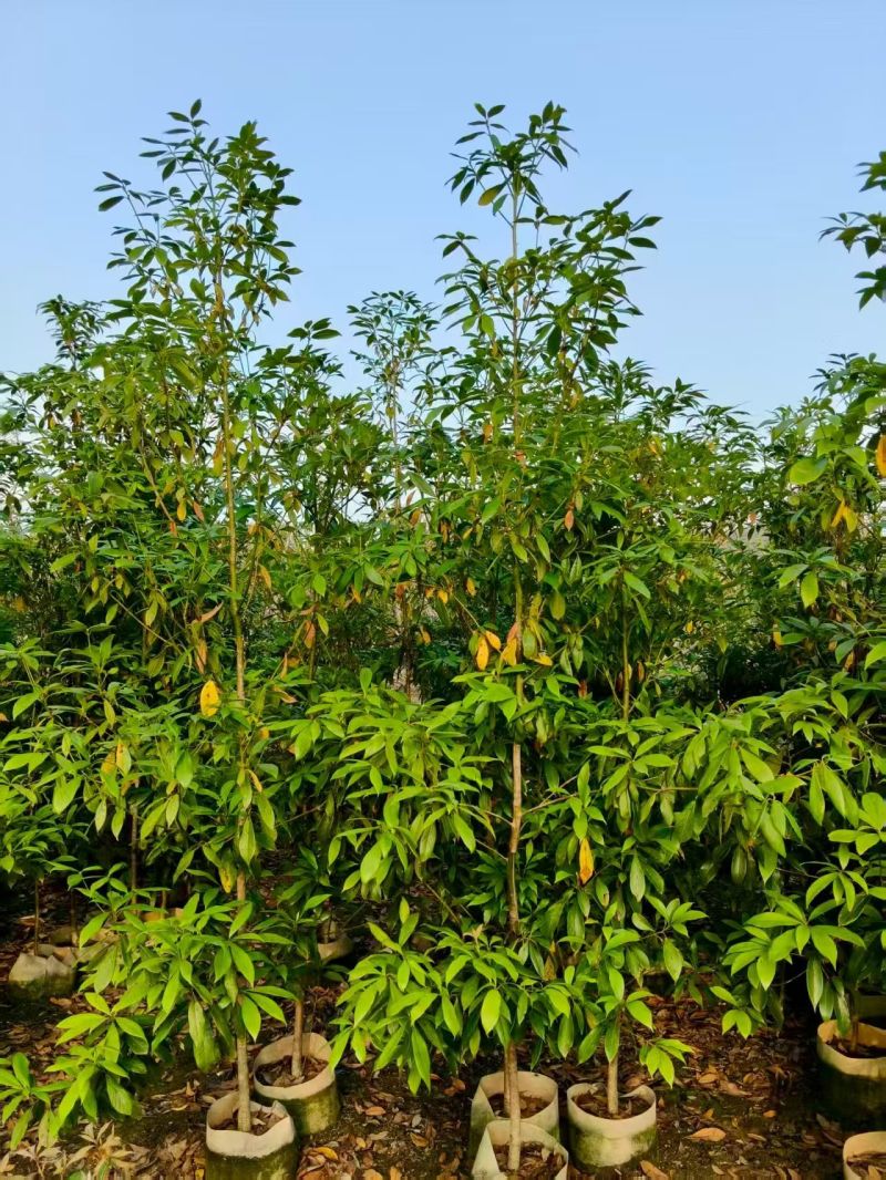 金丝楠木。高度2米，规格齐全，欢迎老板来咨询