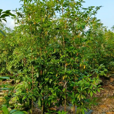金丝楠木。高度2米，规格齐全，欢迎老板来咨询