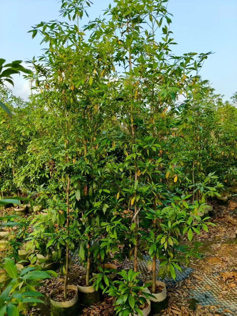 金丝楠木。高度2米，规格齐全，欢迎老板来咨询