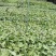 白蝴蝶(合果芋)20-30高，基地直销，3斤袋，7斤袋
