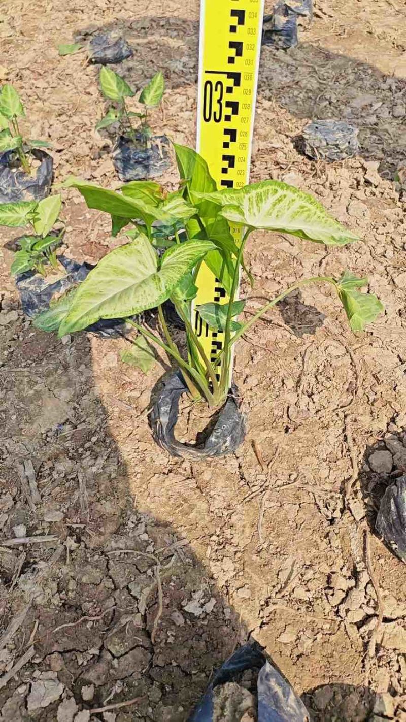 白蝴蝶(合果芋)20-30高，基地直销，3斤袋，7斤袋